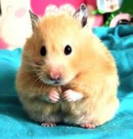 /album/fotogaleria-inicio/images-7-jpg/